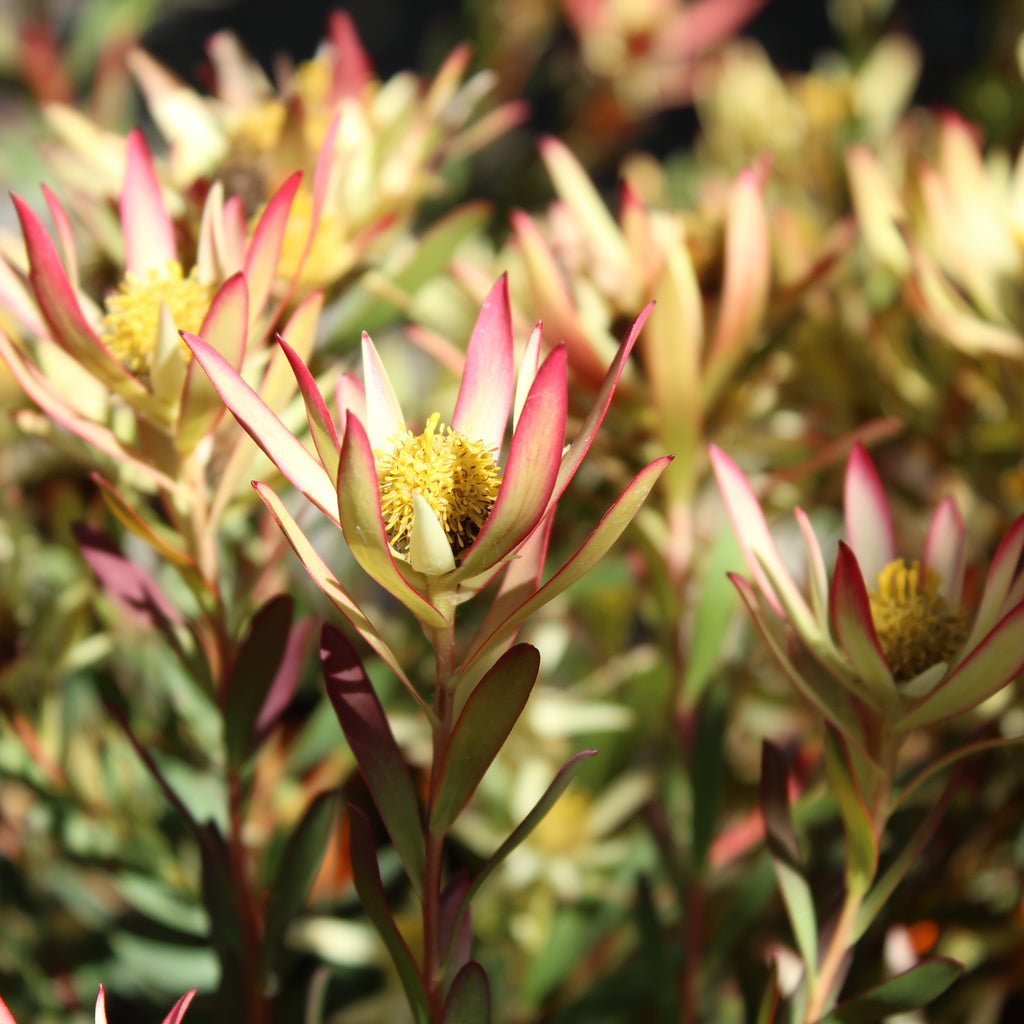 Leucadendron superstar Image
