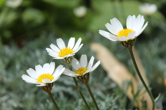 Leucanthemum hosmariense