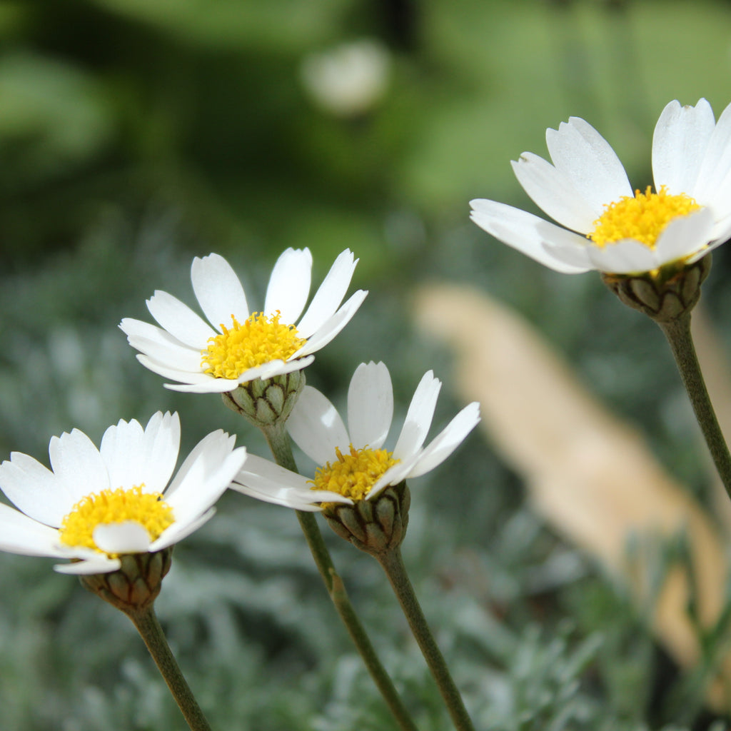 Leucanthemum hosmariense Image