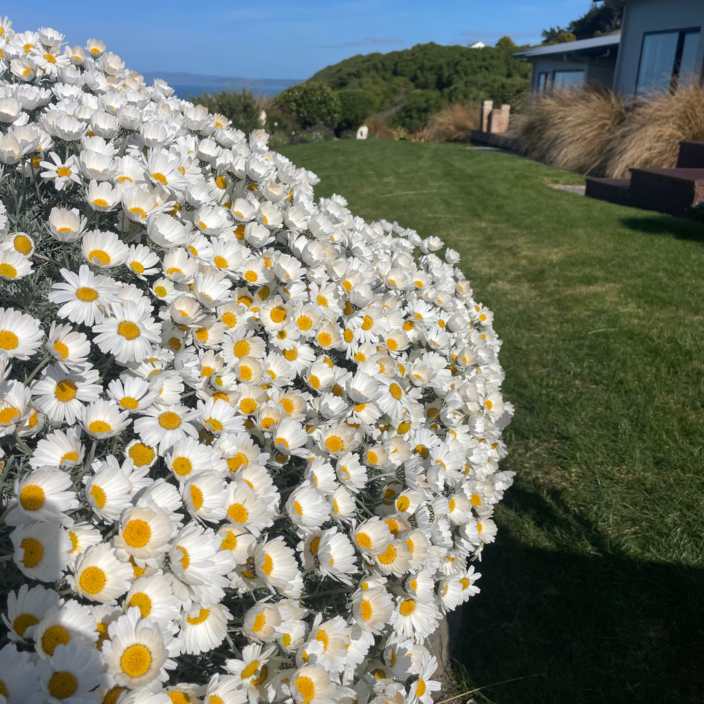 Leucanthemum hosmariense Image