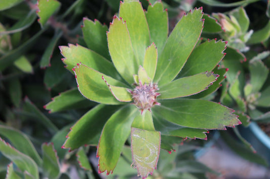 Leucospermum Scarlet Ribbon