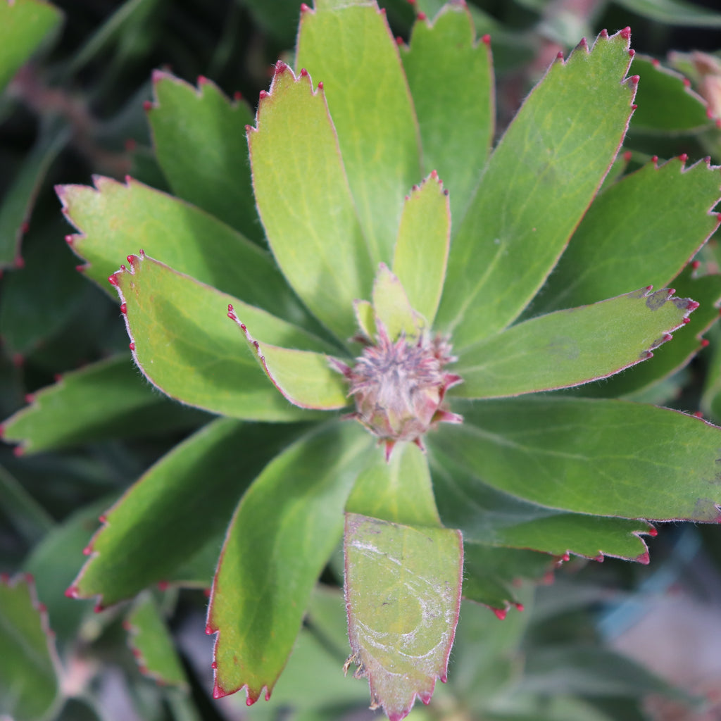 Leucospermum Scarlet Ribbon Image
