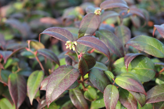 Leucothoe Crimson Globe 2