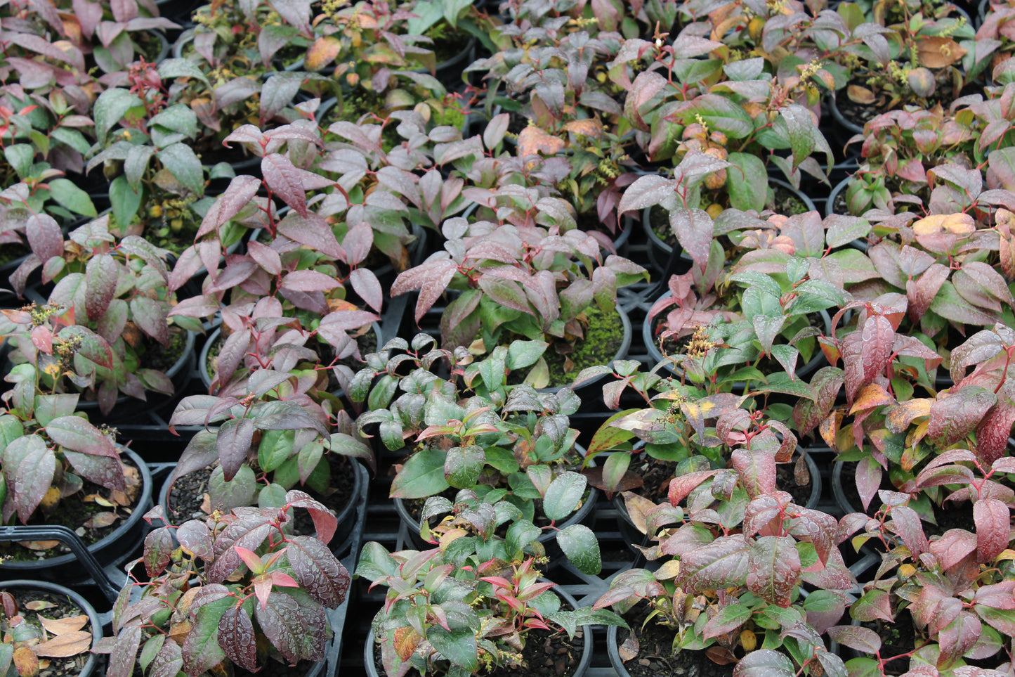 Leucothoe crimson globe