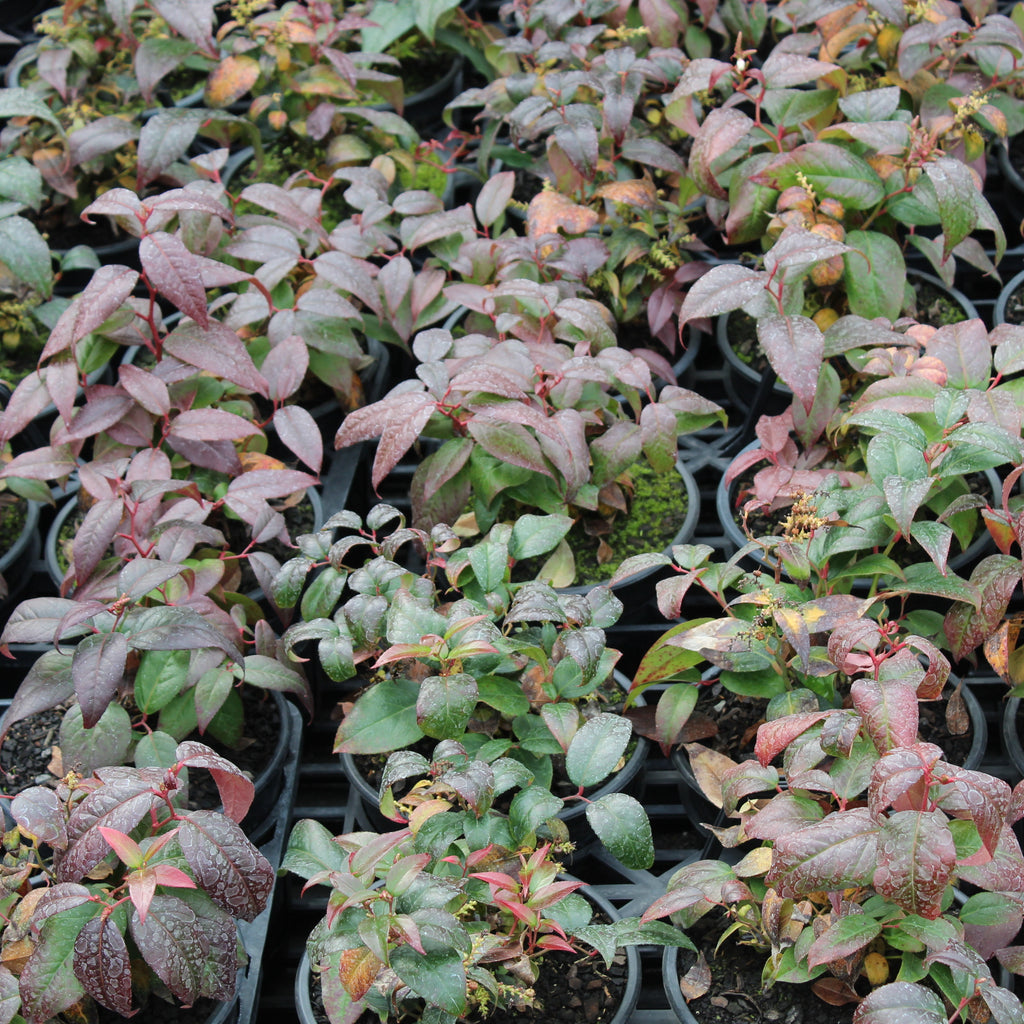 Leucothoe Crimson Globe Image