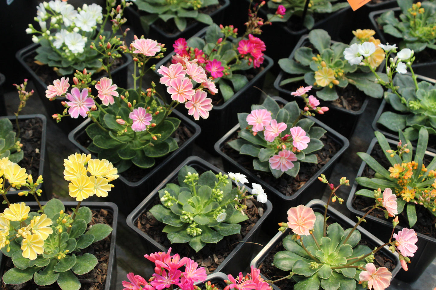 Lewisia cotyledon Regenbogen