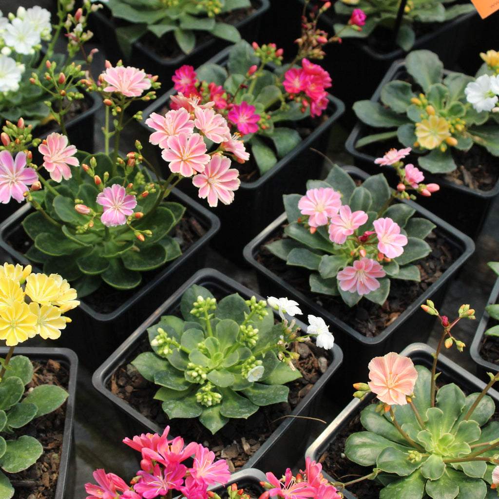 Lewisia cotyledon Regenbogen Image