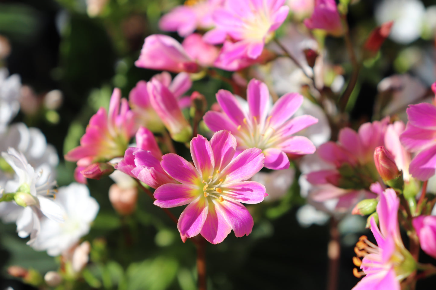 Lewisia cotyledon Regenbogen 4