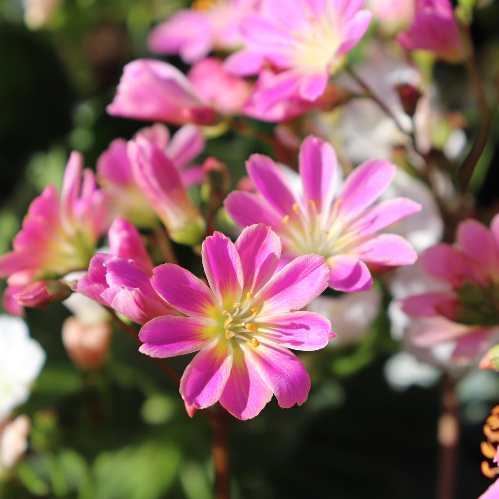 Lewisia cotyledon Regenbogen Image