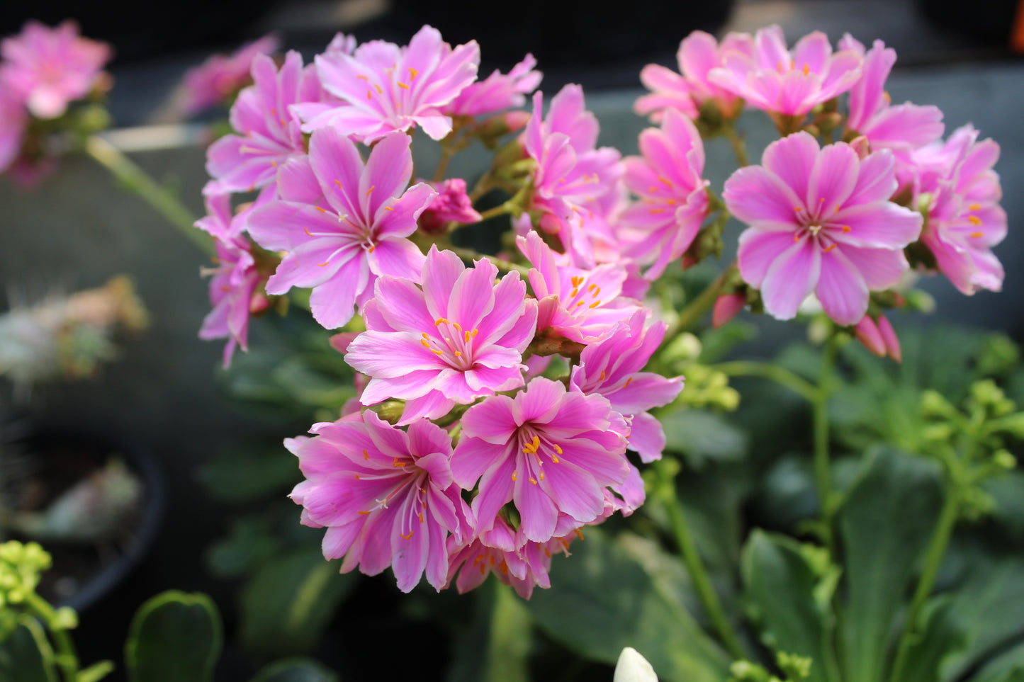 Lewisia cotyledon Regenbogen pink