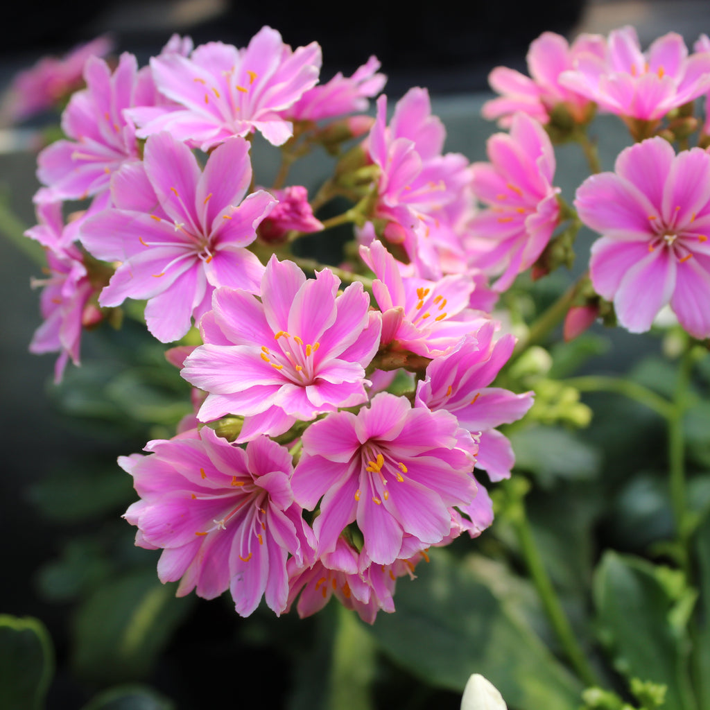 Lewisia cotyledon Regenbogen Image