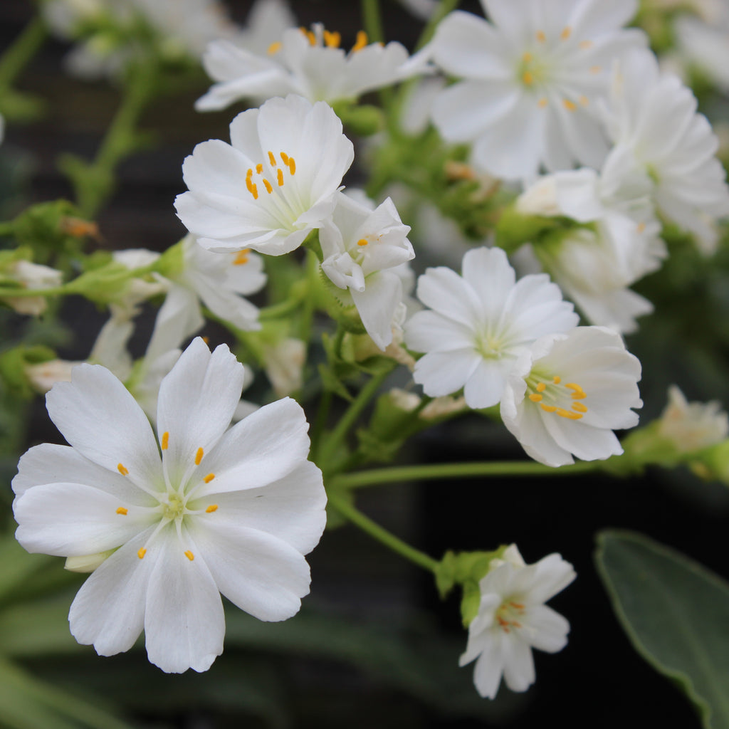 Lewisia cotyledon Regenbogen Image
