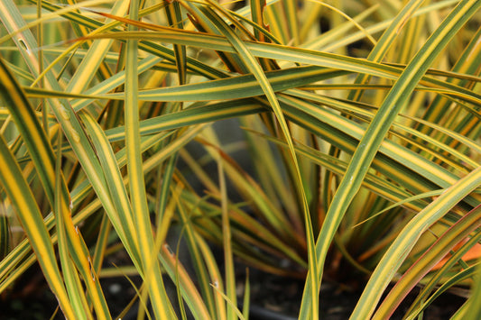 Libertia Gentle Annie