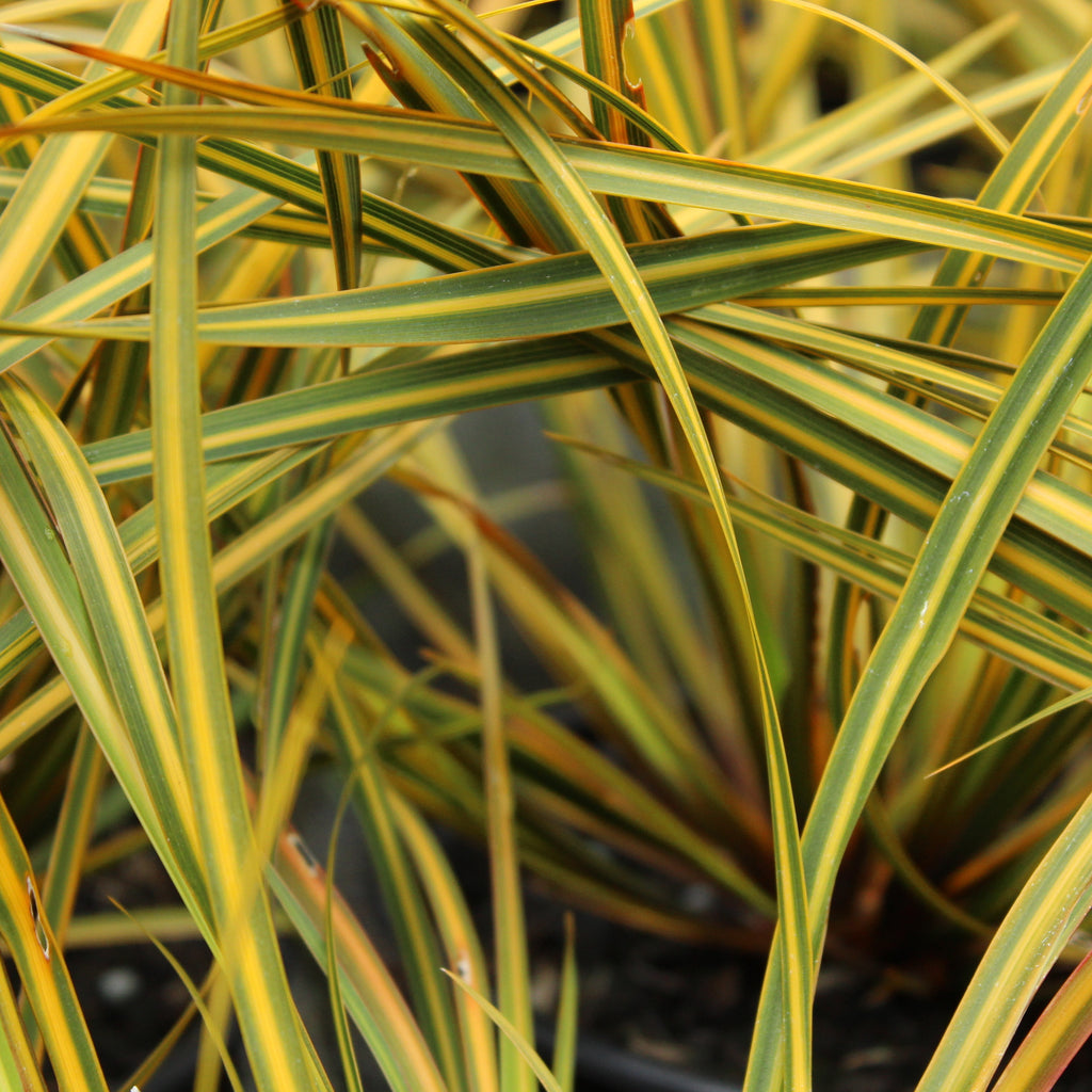 Libertia Gentle Annie Image