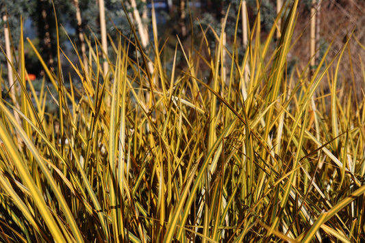 Libertia Goldfinger