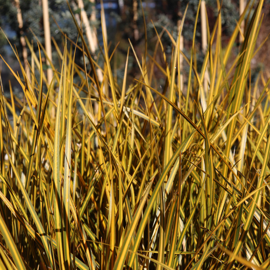 Libertia Goldfinger Image
