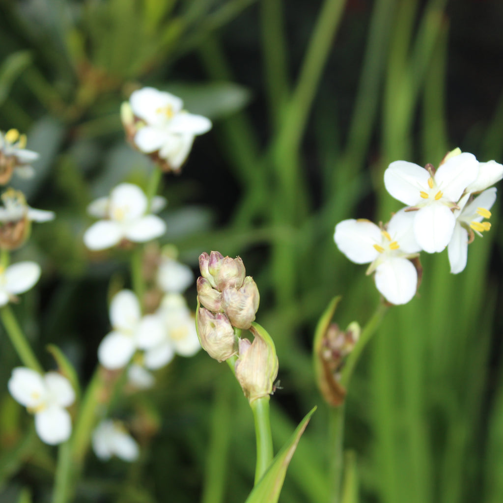Libertia formosa Image
