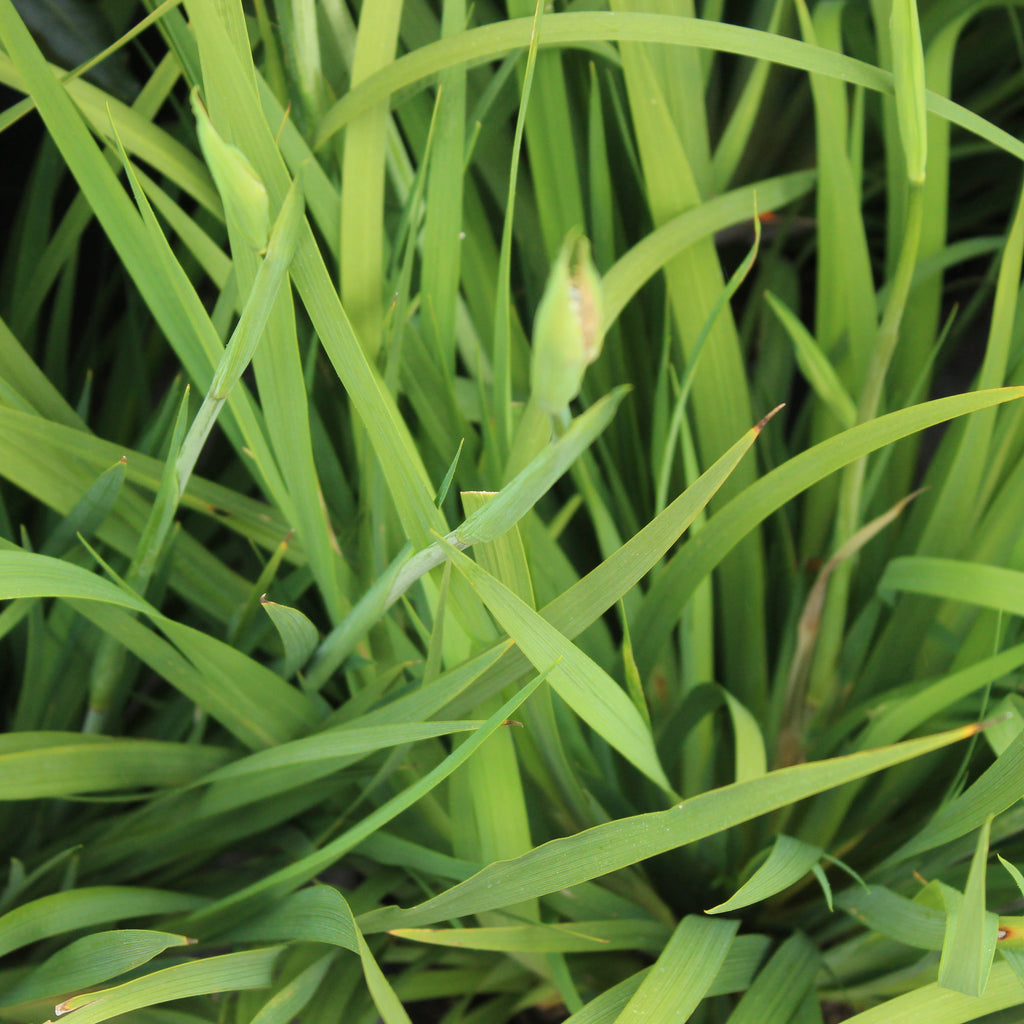 Libertia formosa Image