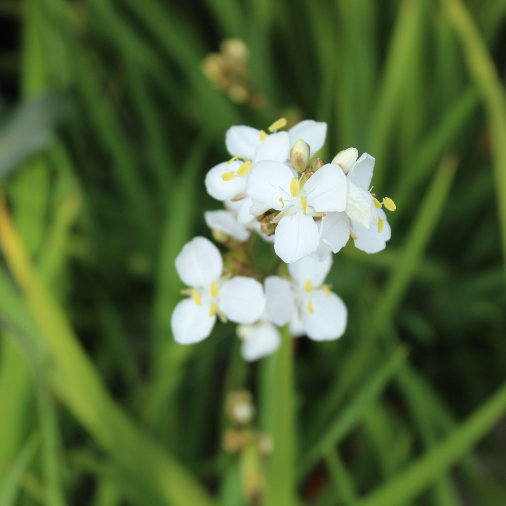 Libertia formosa Image