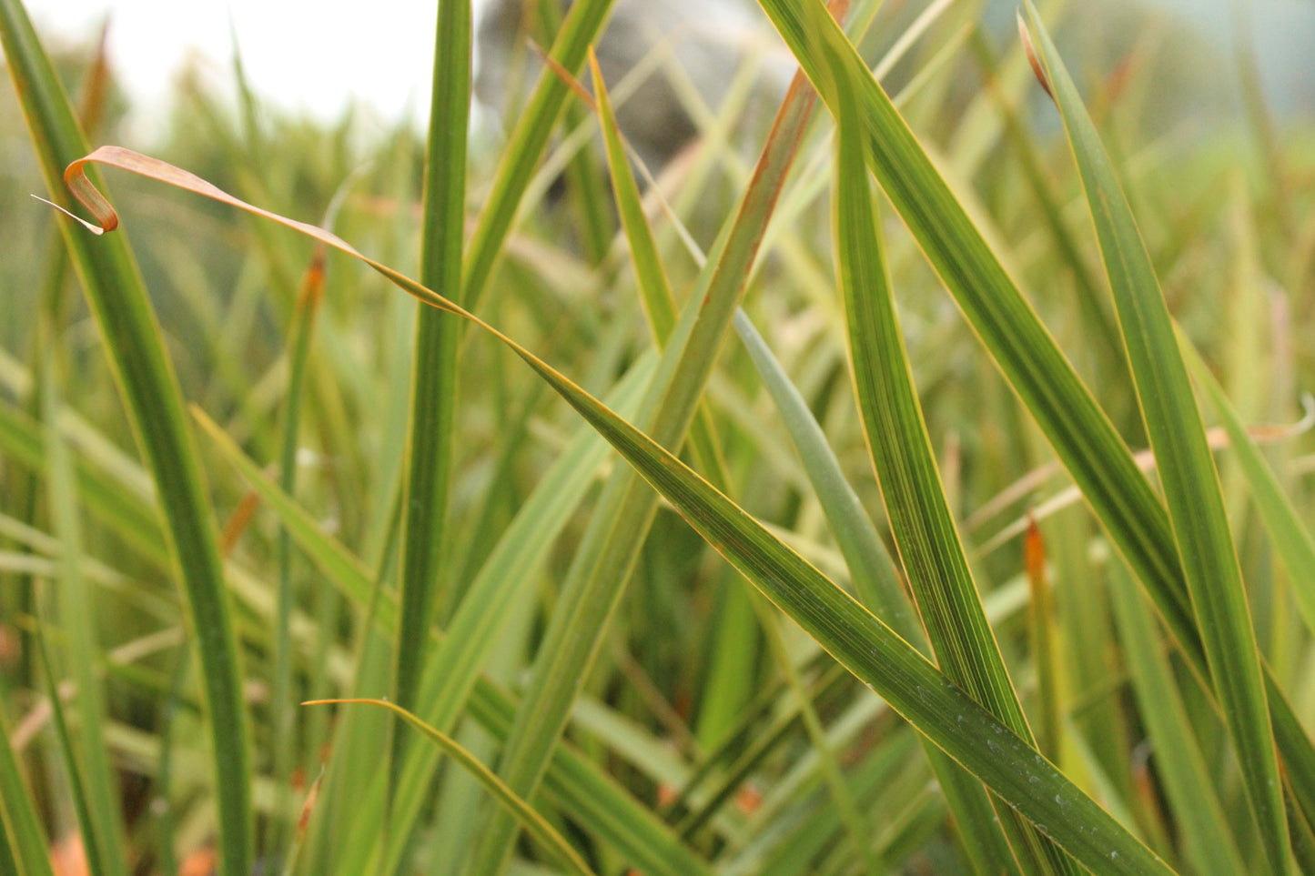Libertia grandiflora