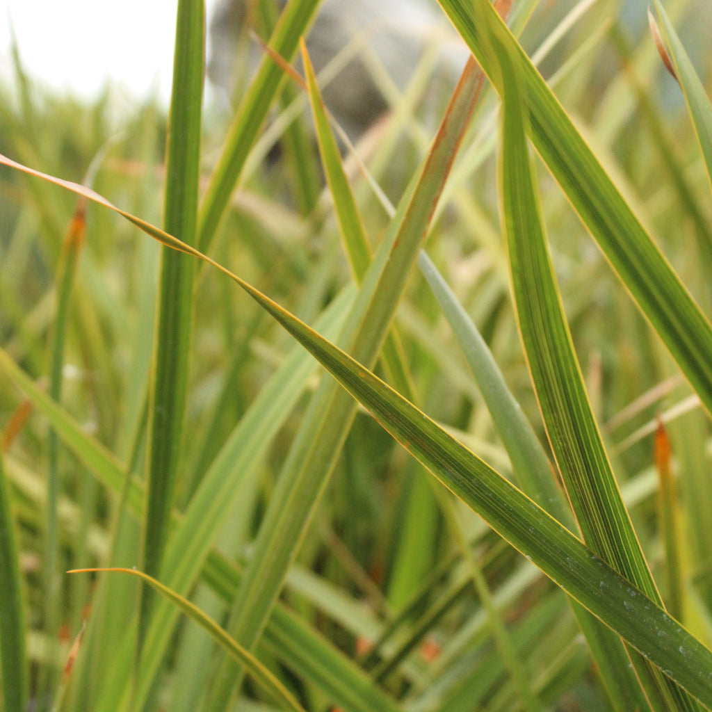 Libertia grandiflora Image