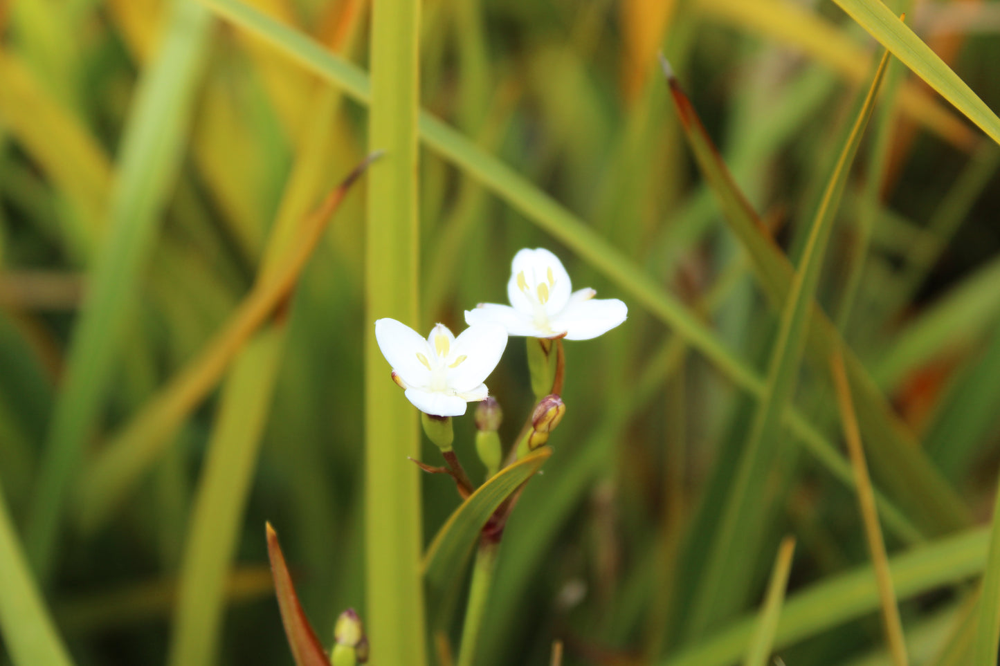 Libertia grandiflora 2