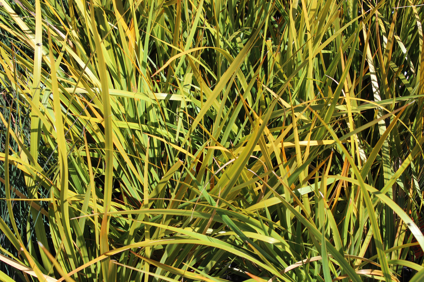 Libertia grandiflora 3