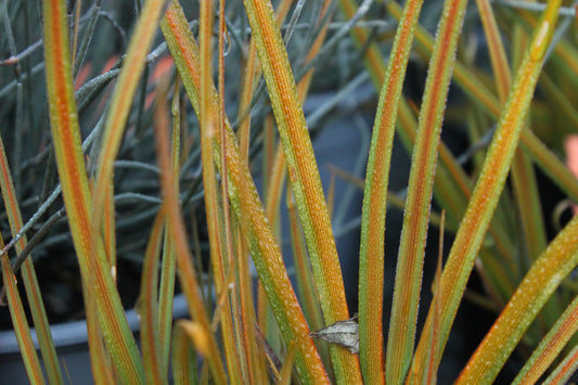 Libertia peregrinans