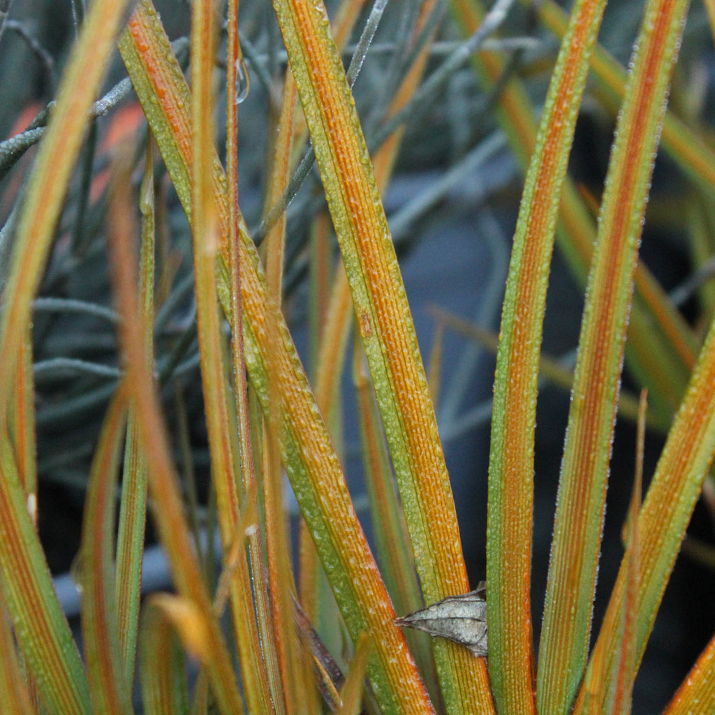 Libertia peregrinans Image