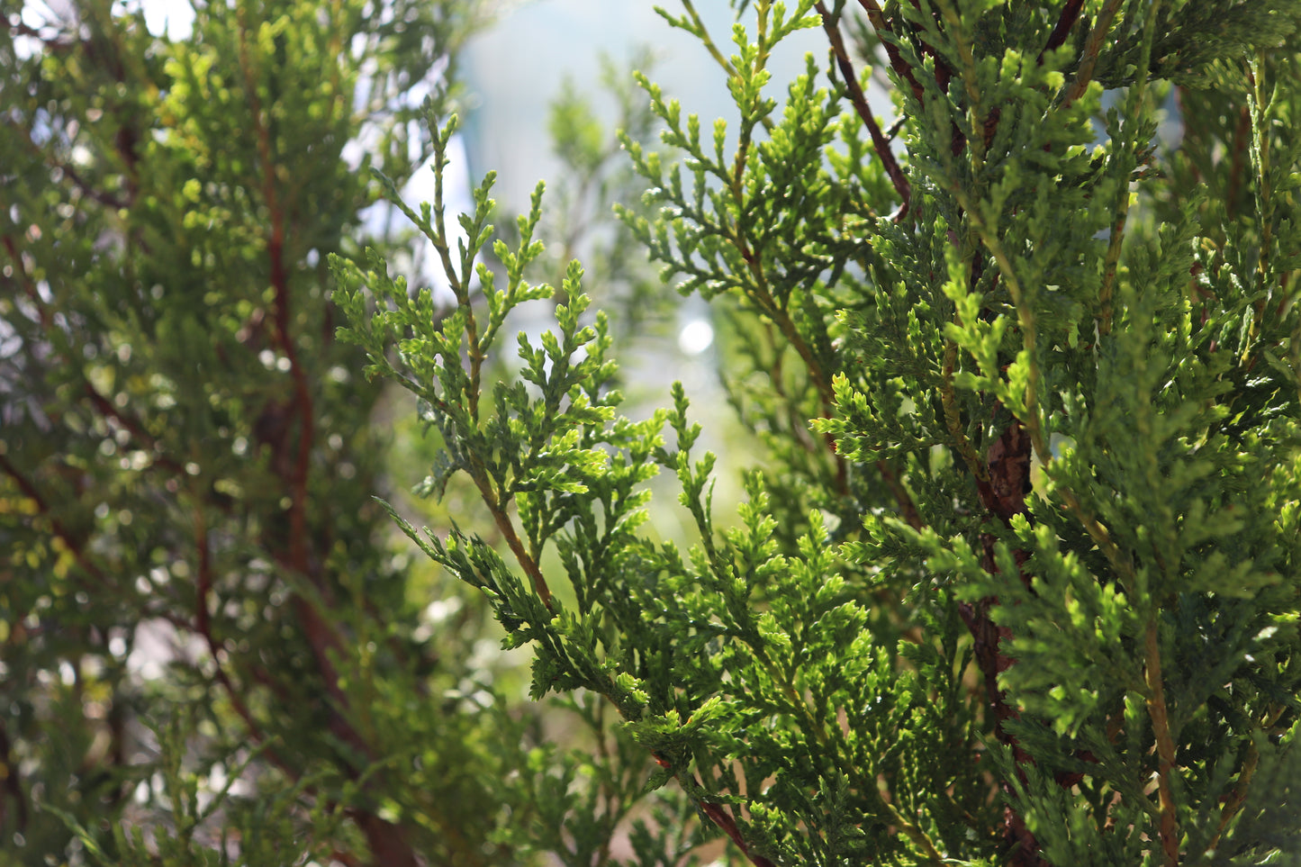 Libocedrus bidwillii