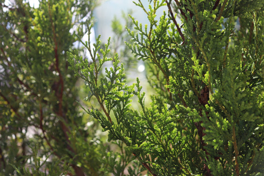 Libocedrus bidwillii