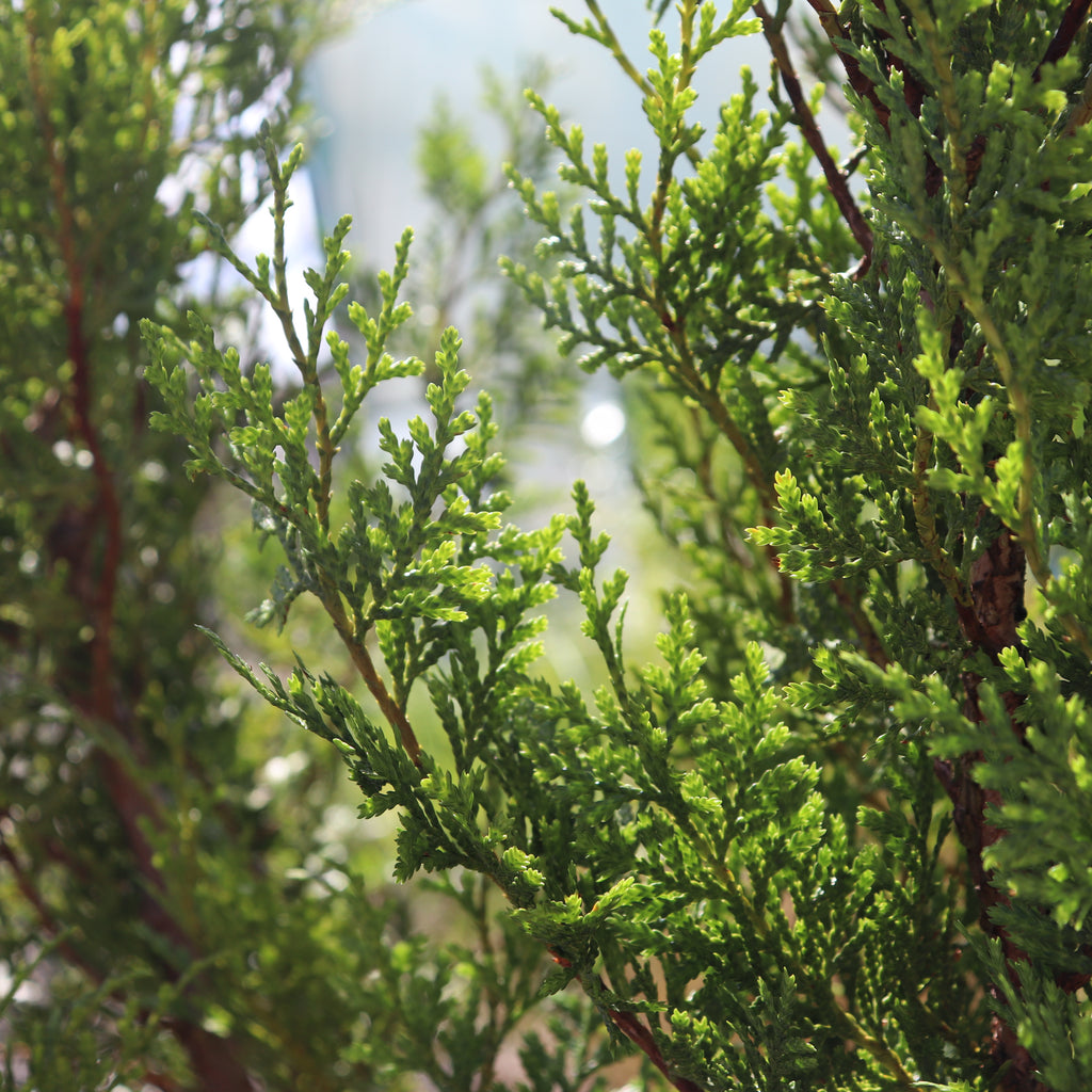 Libocedrus bidwillii Image