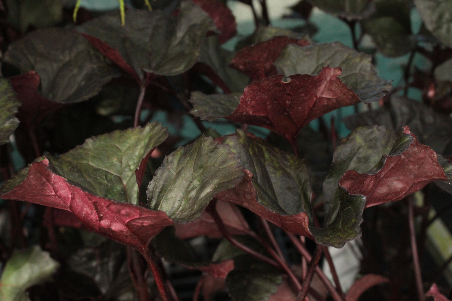 Ligularia 'Britt-Marie Crawford'