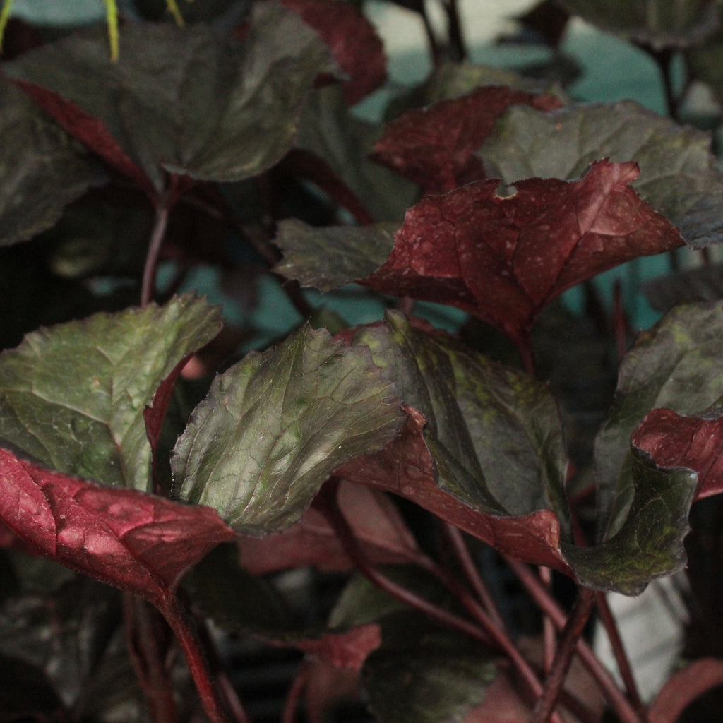 Ligularia Britt-Marie Crawford Image