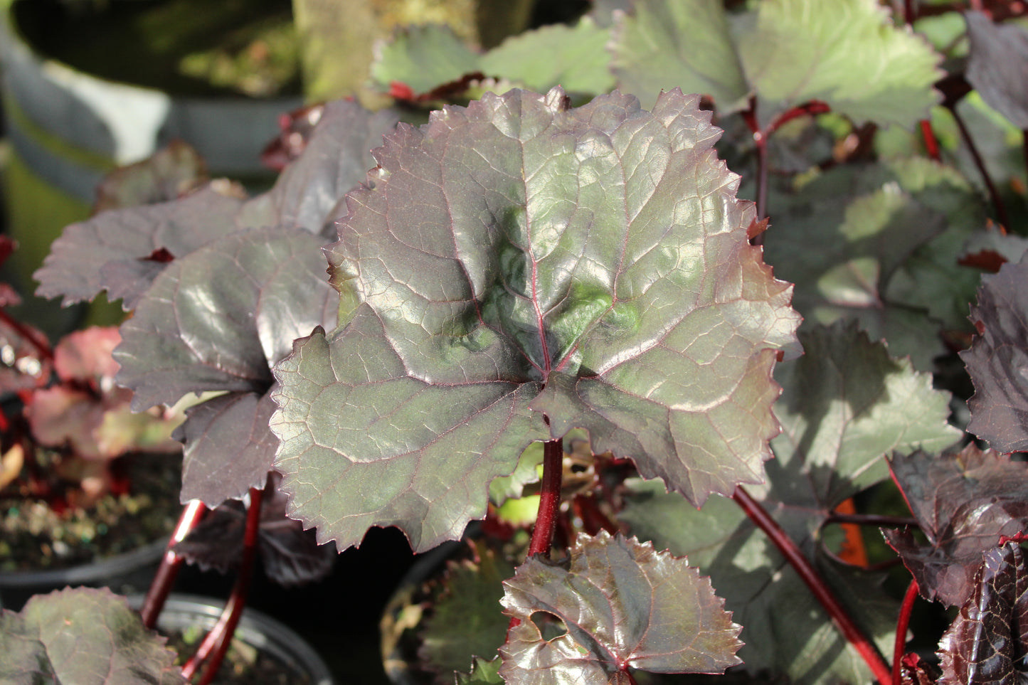 Ligularia Britt-Marie Crawford 3