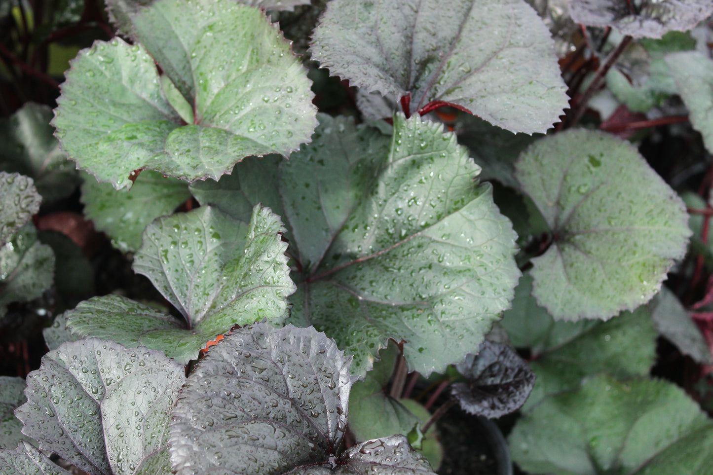 Ligularia dentata Red Devil