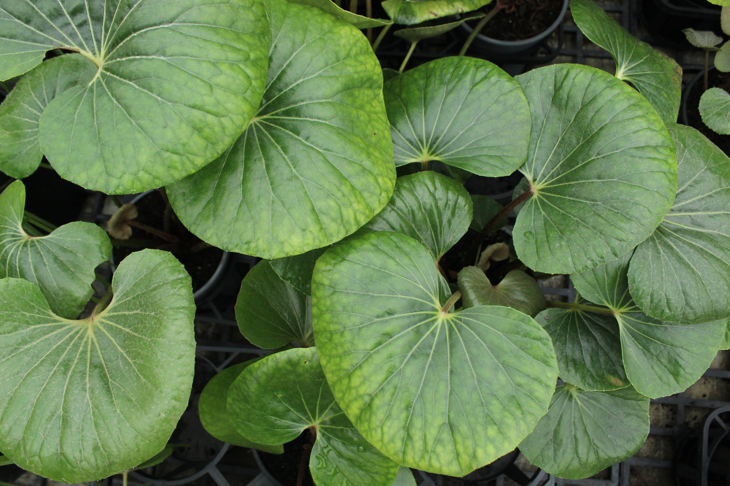 Ligularia reniformis