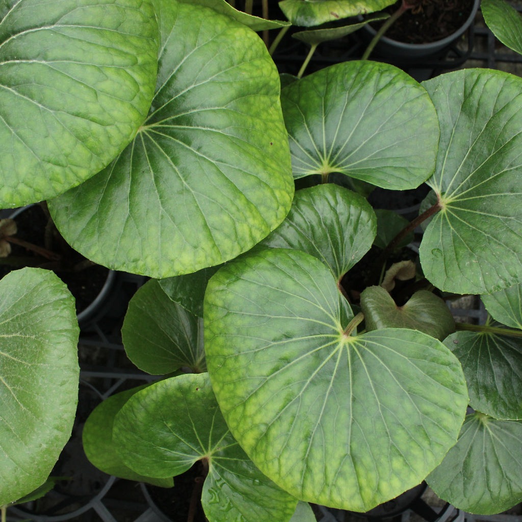 Ligularia reniformis Image