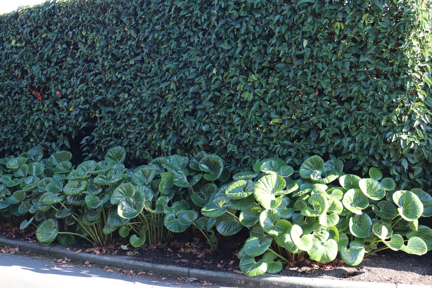 Ligularia reniformis 5