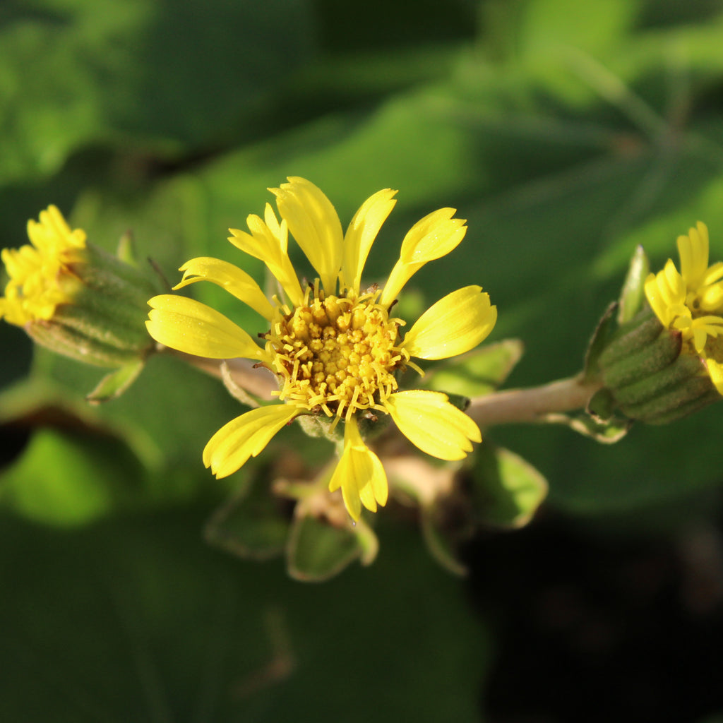 Ligularia rukuhia beauty Image