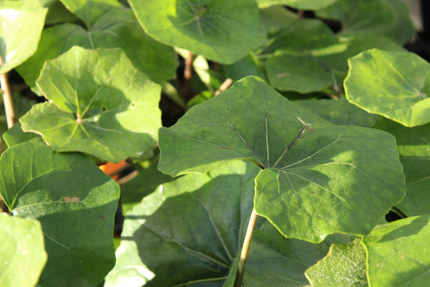 Ligularia rukuhia beauty 2