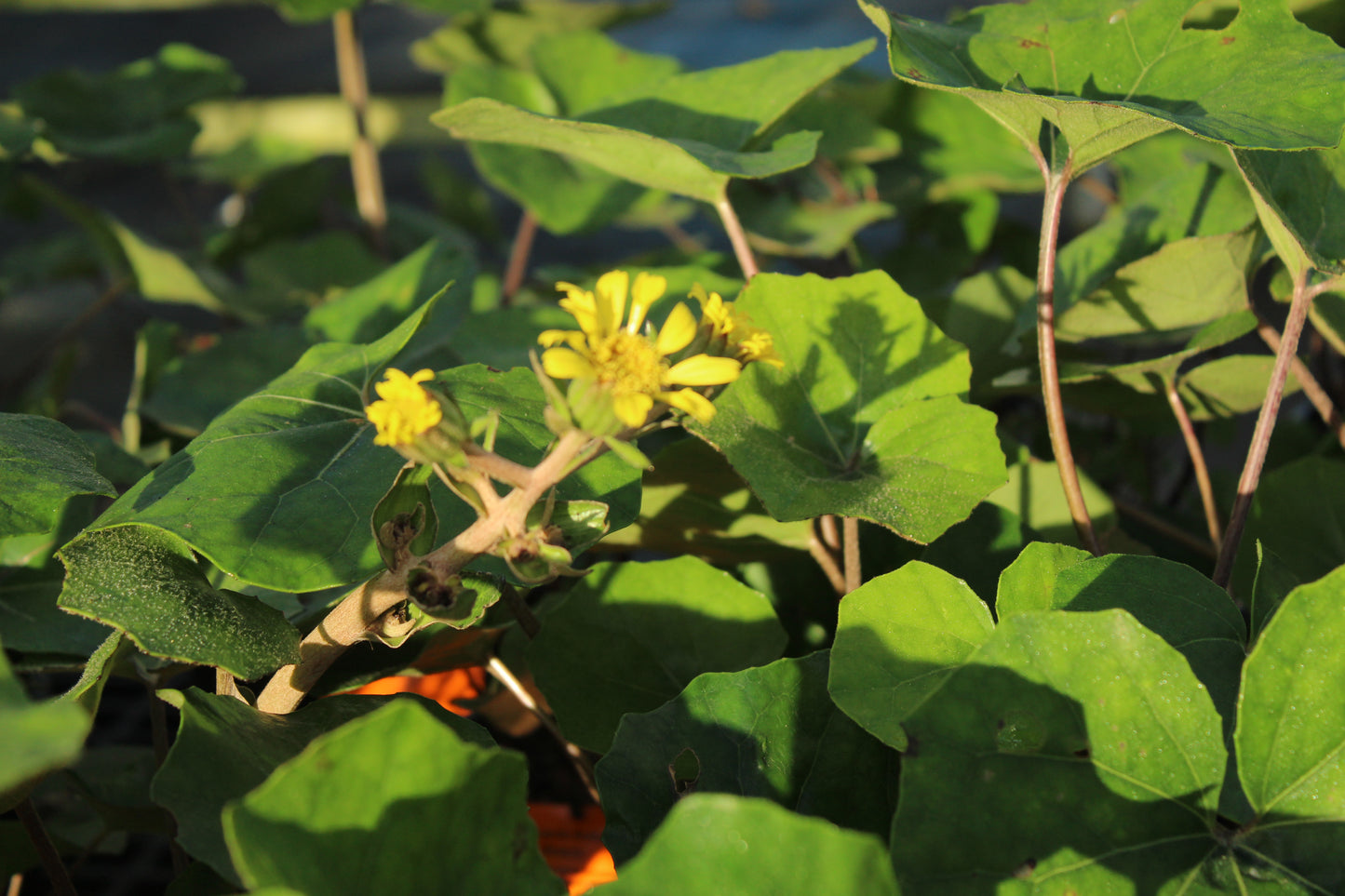 Ligularia rukuhia beauty 3