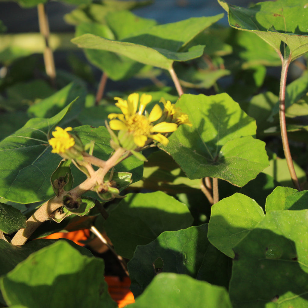 Ligularia rukuhia beauty Image