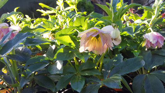 Helleborus Lily