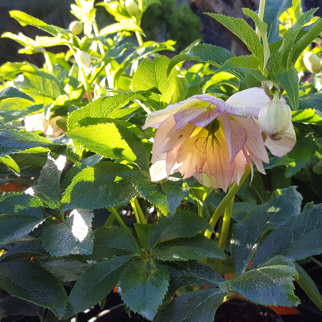Helleborus Lily Image