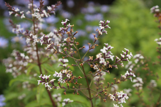 Lippia citriodora