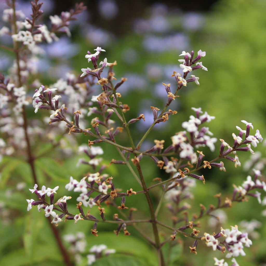 Lippia citriodora Image