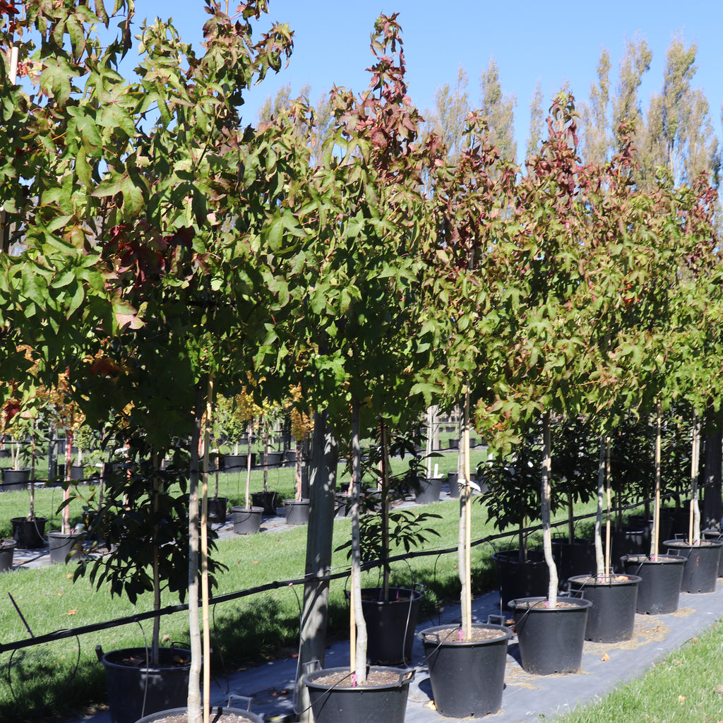 Liquidambar Aurora Image
