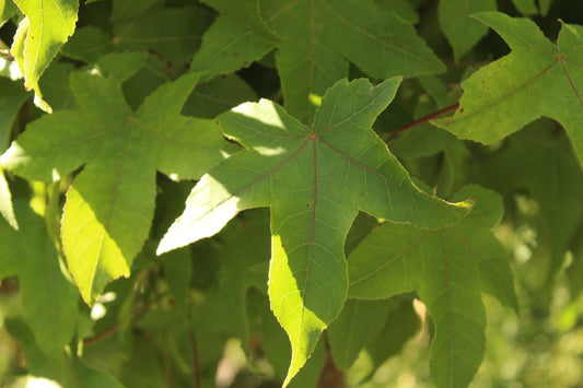 Liquidambar Gumball.