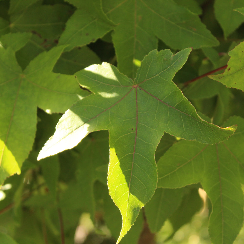Liquidambar Gumball Image